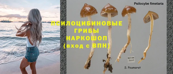 сатива Беломорск